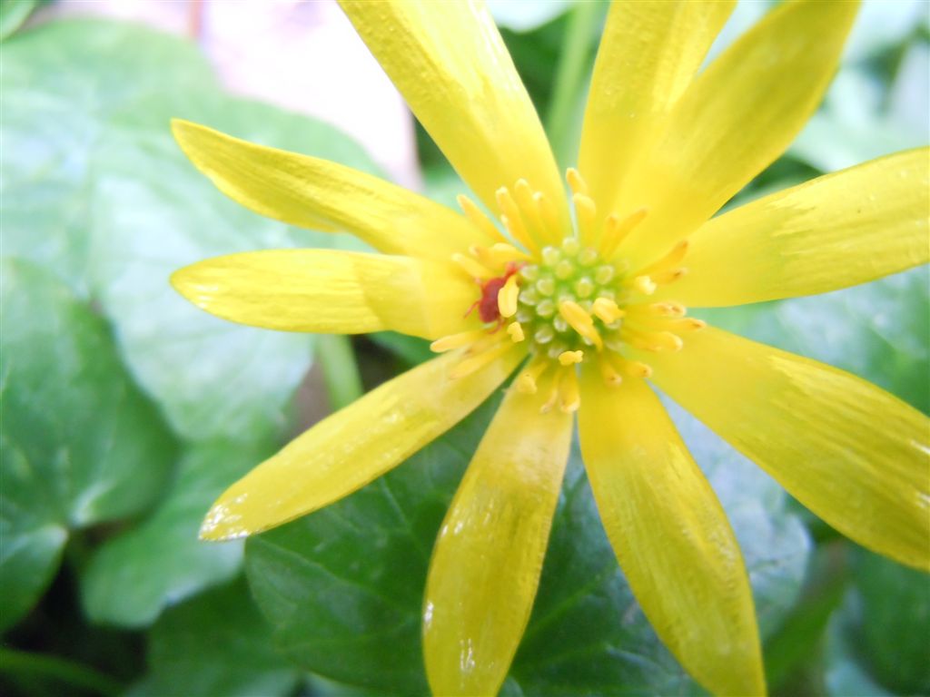 Ranunculus ficaria (non asteracea)...